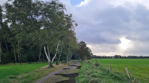 Moorkaten