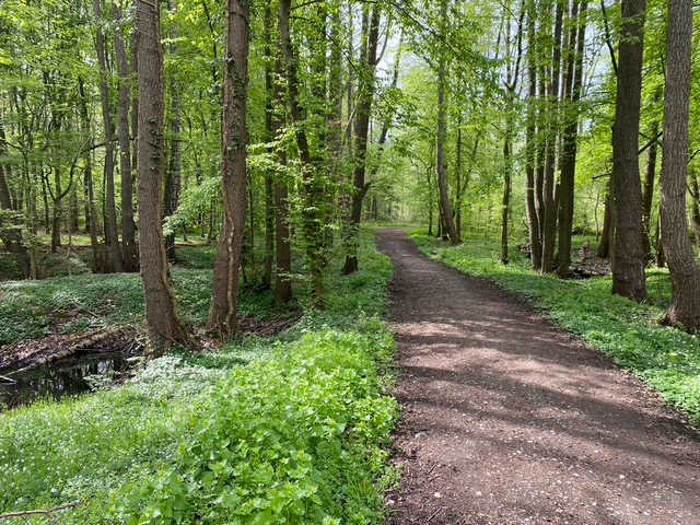 Wald