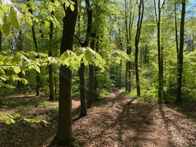 Waldweg