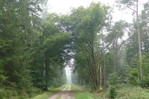Segeberger Wald